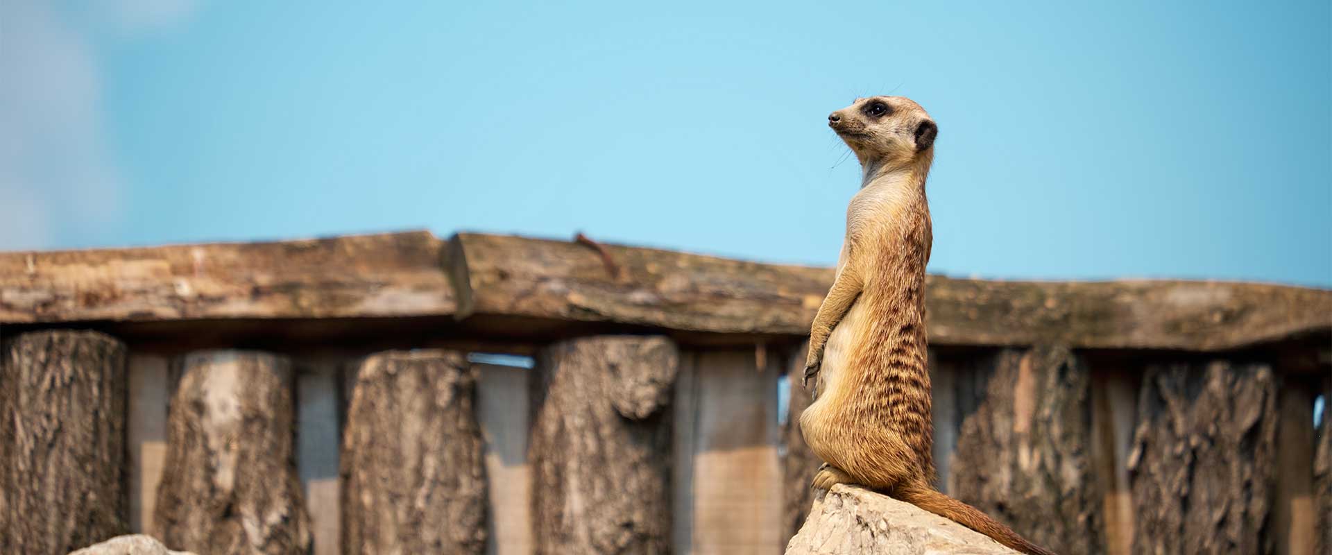 Visit the Zoo Zoo Boise