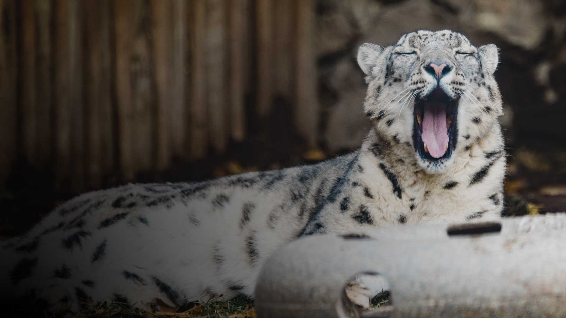 Snooze at the Zoo - Zoo Boise