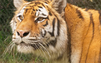 Zoo Boise Welcomes New Tiger