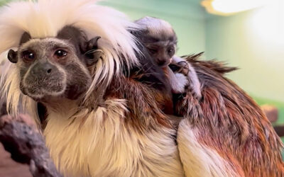 Cotton-Top Tamarin Twins Born at Zoo Boise