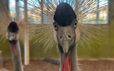 Zoo Boise Taking Precautions to Protect Birds After Avian Influenza Found in Idaho