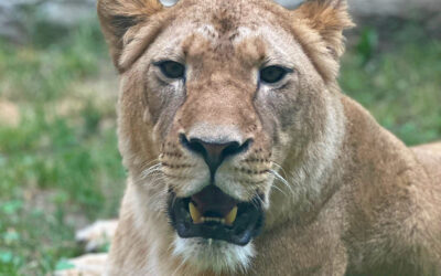 Zoo Boise to Welcome Female African Lion