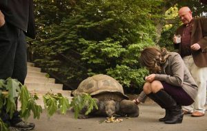Woman petting a large turtle