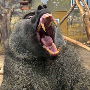 Baboon Yawning