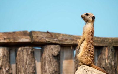Visit the Zoo