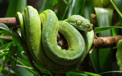 Green tree python