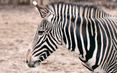 Grévy’s zebra