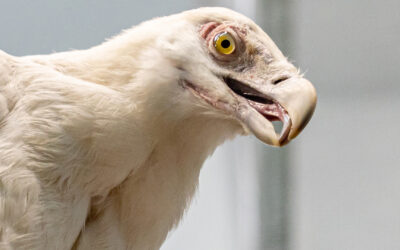 Palm-nut vulture