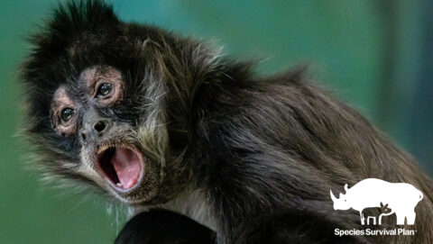 Black-handed spider monkey | Zoo Boise