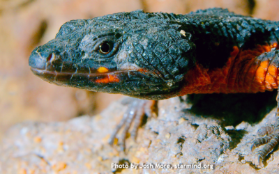 Gorongosa girdled lizard