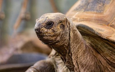 Aldabra tortoise