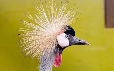 Grey crowned crane
