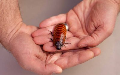 Madagascar hissing cockroach