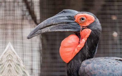 Southern ground hornbill