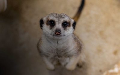 About Zoo Boise