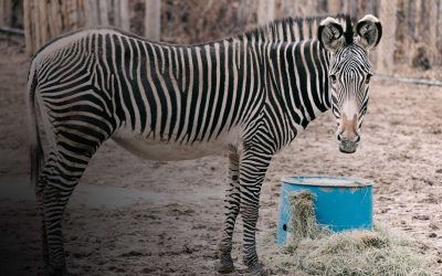Conservation Fund