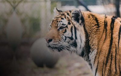 Private Animal Experiences