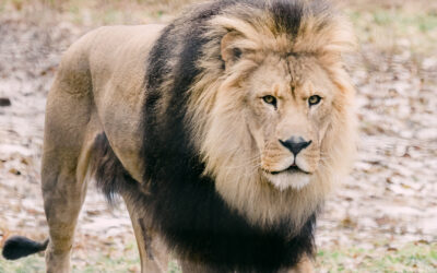 African lion