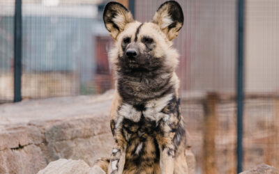 Adaptive Evening at the Zoo