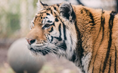 Amur tiger