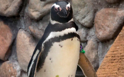 Magellanic penguin