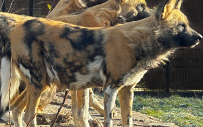 Dads, Dogs, and Donuts: A Father’s Day Celebration