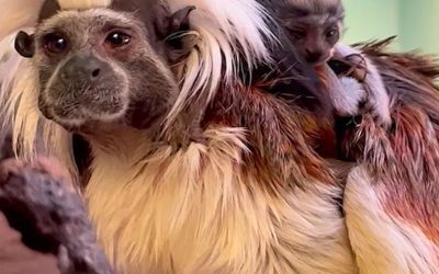 COTTON-TOP TAMARIN TWINS BORN AT ZOO BOISE