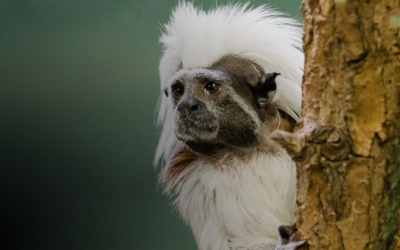 Heart of the Zoo Capital Campaign Donors