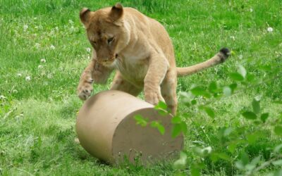 New Female Lion on Exhibit