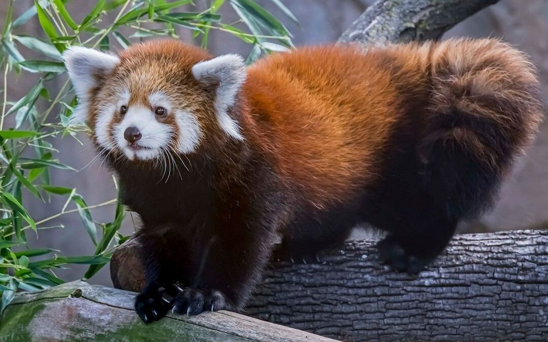 Two Rare Styan’s Red Pandas Join Zoo Boise Family