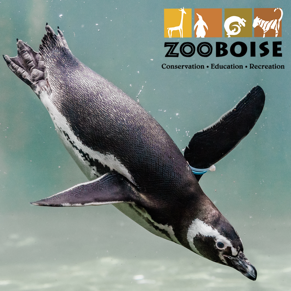 Male Magellanic penguin swimming underwater in a pool