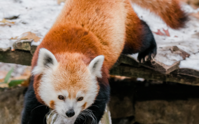 $3 Thursday – February 2024