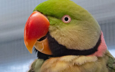 Alexandrine parakeet