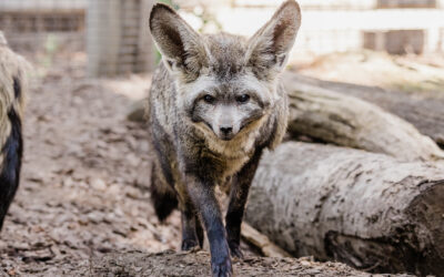 Bat-eared fox