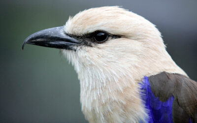 Blue-bellied roller