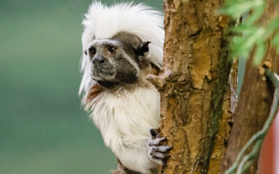 Cotton-top tamarin