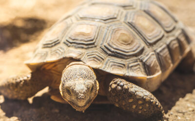 Desert tortoise