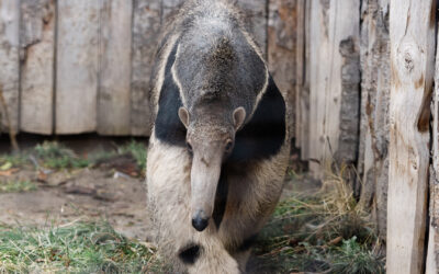 Giant anteater