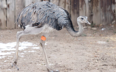 Greater rhea