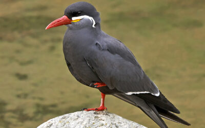 Inca tern