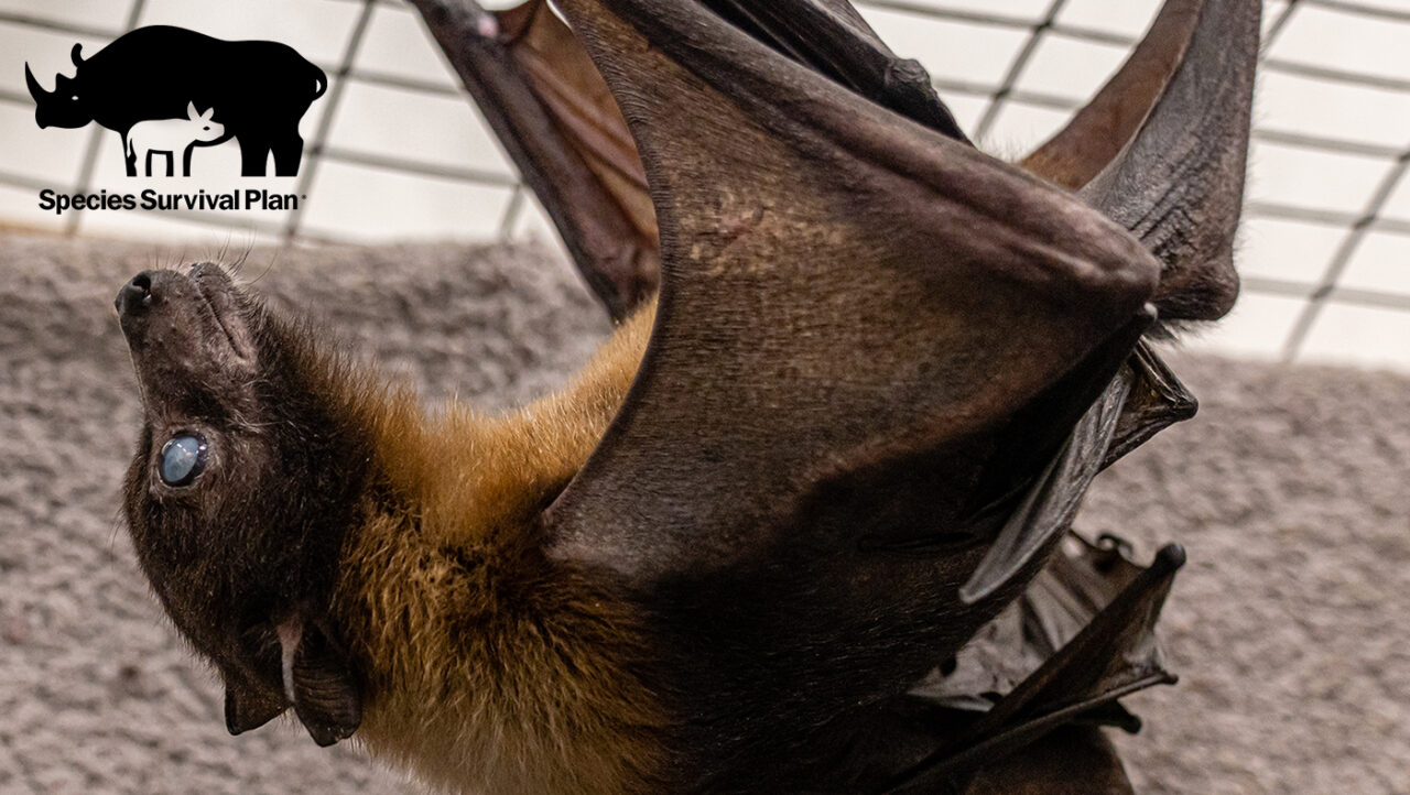 Indian flying fox Zoo Boise