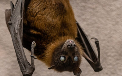 Indian flying fox
