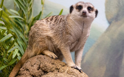 Meerkat