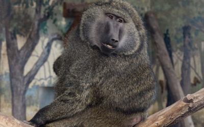 Olive baboon