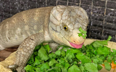 Prehensile-tailed skink
