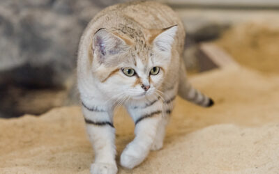 Sand cat