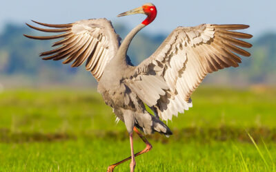 Sarus crane