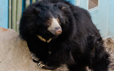 Sloth bear