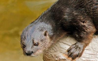 Spotted-necked otter