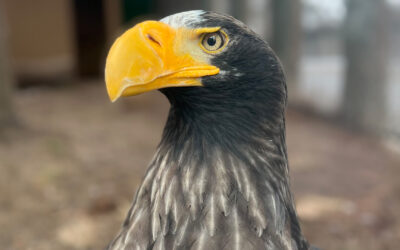 Steller’s sea eagle